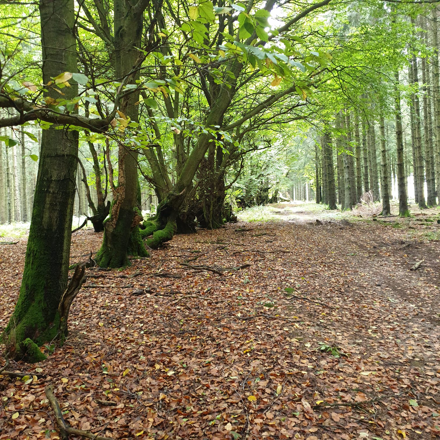 Yvonne Adrian Yvonne Adrian